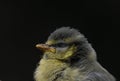 Juvenile bluetit garden bird from this spring baby fledgling