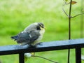 Baby Bluetit on the rail