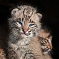 Baby Bobcat Kit (Lynx rufus) Closeup