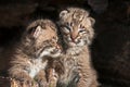 Baby Bobcat Kits (Lynx rufus) Lean on Each Other