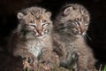 Baby Bobcat Kits (Lynx rufus) Sit Together