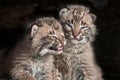 Baby Bobcat Kits (Lynx rufus) Stare Out from Log