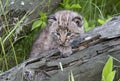 Bobcat Kitten with Bright Blue Eyes Royalty Free Stock Photo