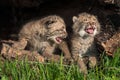 Baby Bobcat Kittens (Lynx rufus) Cry in Hollow Log Royalty Free Stock Photo