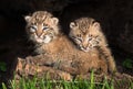 Baby Bobcat Kittens (Lynx rufus) Hide out in Hollow Log Royalty Free Stock Photo