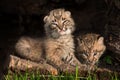 Baby Bobcat Kittens (Lynx rufus) in Hollow Log Royalty Free Stock Photo