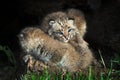 Baby Bobcat Kittens (Lynx rufus) Lie in Pile Royalty Free Stock Photo