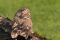 Baby Bobcat (Lynx rufus) on Log Facing Right Royalty Free Stock Photo