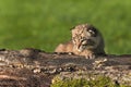 Baby Bobcat (Lynx rufus) Sits on Log Looking Left