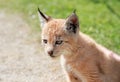 Baby bobcat