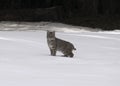 Baby bobcat in the snow Royalty Free Stock Photo