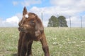 Baby Boer Goat Royalty Free Stock Photo