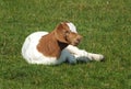 Baby boer goat sat in a field surrounded by grass in spring time Royalty Free Stock Photo