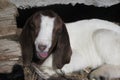 Baby Boer Goat with Tongue Out