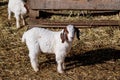 Baby Boer goats or kids in a barnyard.