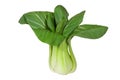 Baby Bok Choy Royalty Free Stock Photo