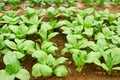 Baby bok choy fields