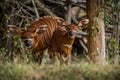 baby bongo antelope in zoopark Royalty Free Stock Photo