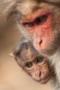 Baby Bonnet Macaque Hiding Behind Its Mother Royalty Free Stock Photo