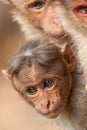 Baby Bonnet Macaque Peeking Between Its Parents Royalty Free Stock Photo