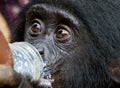 A baby Bonobo drinking milk from a bottle. Democratic Republic of Congo. Lola Ya BONOBO National Park. Royalty Free Stock Photo