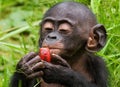 A baby bonobo is eating something.. Democratic Republic of Congo. Lola Ya BONOBO National Park.