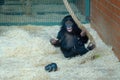 Baby bonobo Royalty Free Stock Photo