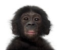 Baby bonobo, Pan paniscus, 4 months old Royalty Free Stock Photo