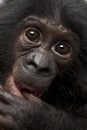 Baby bonobo, Pan paniscus, 4 months old Royalty Free Stock Photo