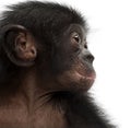 Baby bonobo, Pan paniscus, 4 months old Royalty Free Stock Photo