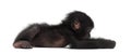 Baby bonobo, Pan paniscus, 4 months old, lying Royalty Free Stock Photo