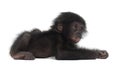 Baby bonobo, Pan paniscus, 4 months old, lying Royalty Free Stock Photo
