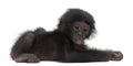 Baby bonobo, Pan paniscus, 4 months old, lying Royalty Free Stock Photo