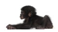 Baby bonobo, Pan paniscus, 4 months old, lying Royalty Free Stock Photo