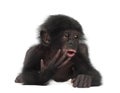 Baby bonobo, Pan paniscus, 4 months old, lying Royalty Free Stock Photo