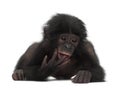 Baby bonobo, Pan paniscus, 4 months old, lying Royalty Free Stock Photo