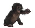 Baby bonobo, Pan paniscus, 4 months old, sitting Royalty Free Stock Photo