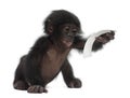 Baby bonobo, Pan paniscus, 4 months old, sitting