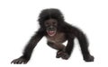 Baby bonobo, Pan paniscus, 4 months old, walking