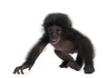 Baby bonobo, Pan paniscus, 4 months old, walking Royalty Free Stock Photo