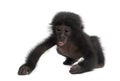 Baby bonobo, Pan paniscus, 4 months old, walking