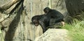 A Baby Bonobo Rides Piggyback
