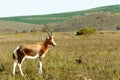 Baby Bontebok