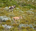 Baby Bontebok running