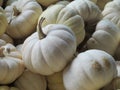 Baby Boo White Pumpkins Batch Royalty Free Stock Photo