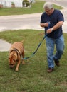 baby boomer walking dog