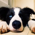 Baby border collie looking up Royalty Free Stock Photo