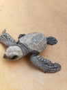 Baby born turtle