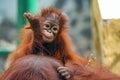 Baby Bornean orangutan at zoo Royalty Free Stock Photo