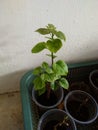 Baby bougainvillea grow healthy chitra id from india Royalty Free Stock Photo